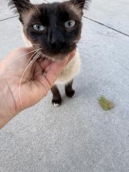 Found/Stray Unknown Cat last seen Burgoyne Street , Mountain View, CA 94043