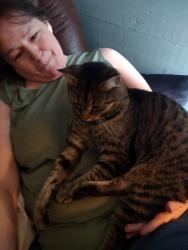 Lost Female Cat last seen Hey 77 going toward maxeys area , Stephens, GA 30667