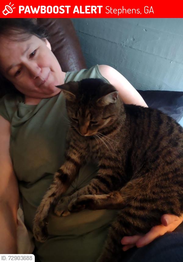 Lost Female Cat last seen Hey 77 going toward maxeys area , Stephens, GA 30667