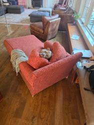 Lost Male Dog last seen Cheryl and ellsworth , Denver, CO 80246