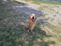 Found/Stray Male Dog last seen Pennsylvania and Little School Rd , Kennedale, TX 76060