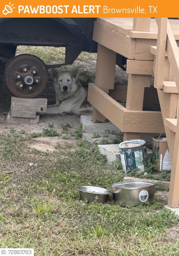 Found/Stray Unknown Dog last seen Boca chica, Brownsville, TX 78521