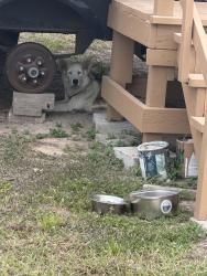 Found/Stray Unknown Dog last seen Boca chica, Brownsville, TX 78521