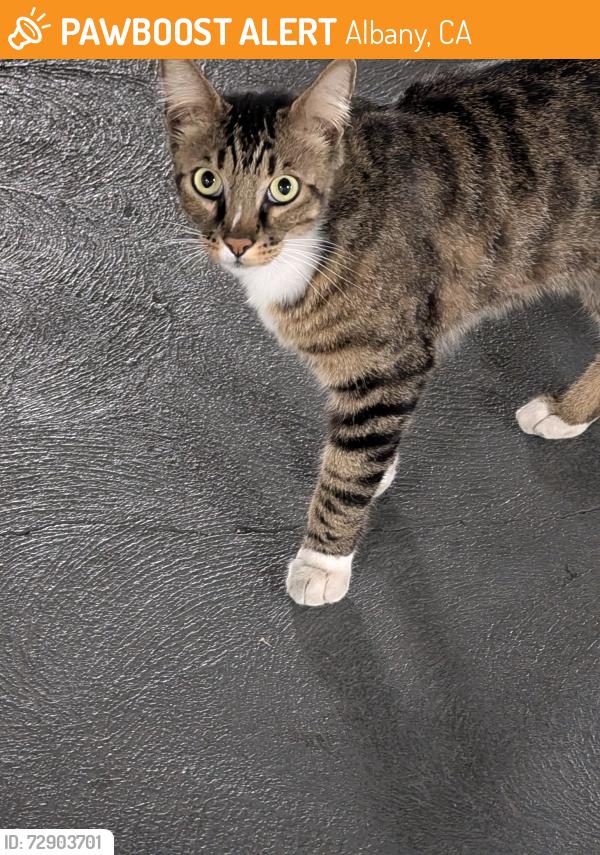Found/Stray Unknown Cat last seen Hillside, Albany, CA 94706