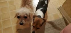 Reunited Female Dog last seen Mulholland and Nobility, Meadows Place, TX 77477