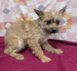 Shelter Stray Female Dog last seen , Lake Los Angeles, CA 93550