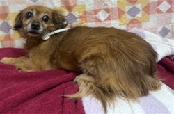 Shelter Stray Female Dog last seen , Lake Los Angeles, CA 93550