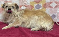 Shelter Stray Female Dog last seen , Lake Los Angeles, CA 93550