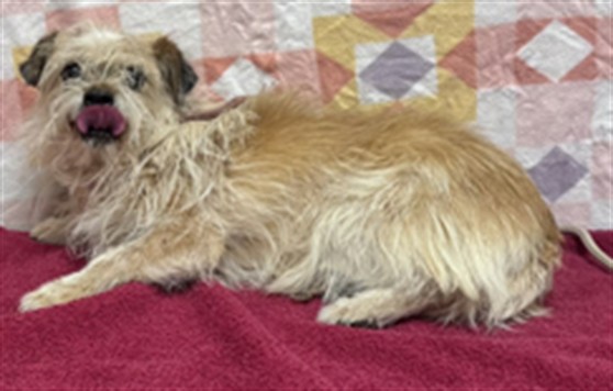 Shelter Stray Female Dog last seen , Lake Los Angeles, CA 93550