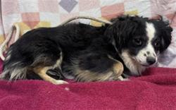 Shelter Stray Male Dog last seen , Lake Los Angeles, CA 93550
