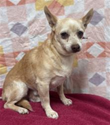 Shelter Stray Male Dog last seen , Lake Los Angeles, CA 93550