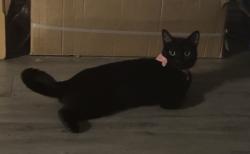 Reunited Female Cat last seen Near Westfield Dr, Willis, TX 77378, USA, Willis, TX 77378