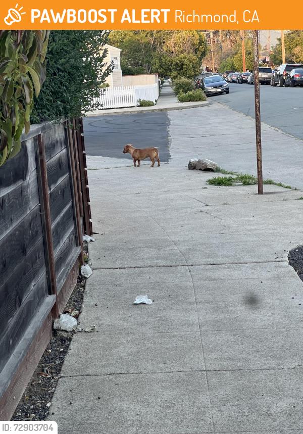 Found/Stray Unknown Dog last seen Chanslor Ave and Grove st, Richmond CA, Richmond, CA 94804