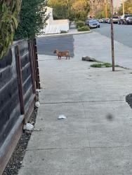 Found/Stray Unknown Dog last seen Chanslor Ave and Grove st, Richmond CA, Richmond, CA 94804