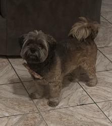 Reunited Male Dog last seen Lynn and Washington , Sunrise Manor, NV 89115