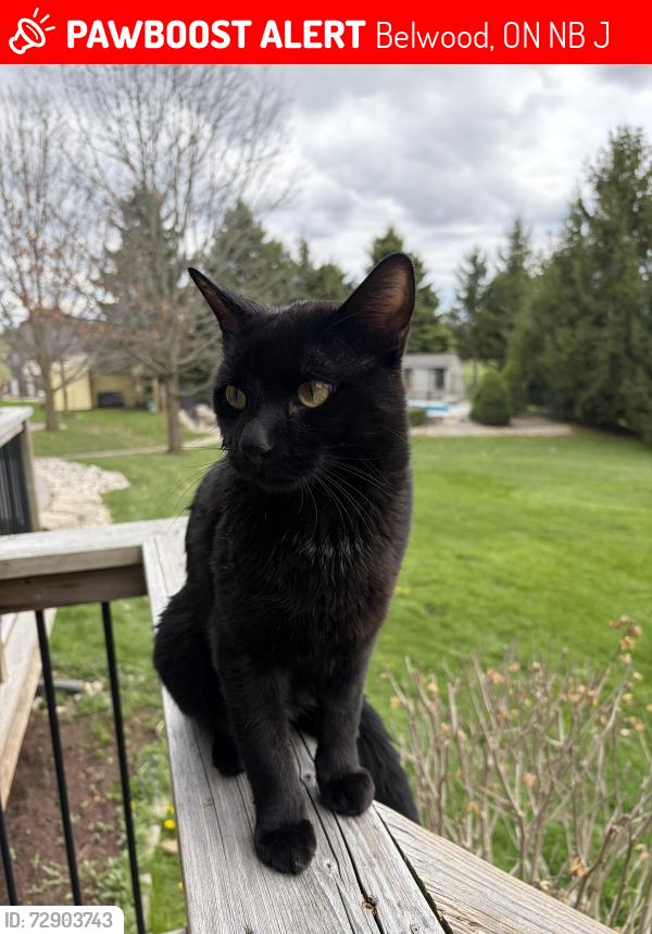 Lost Male Cat last seen Belwood, Belwood, ON N0B 1J0