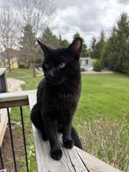 Lost Male Cat last seen Belwood, Belwood, ON N0B 1J0