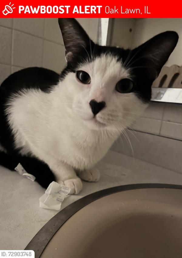 Lost Male Cat last seen 101st and cicero, Oak Lawn, IL 60453
