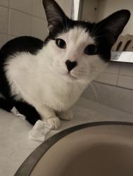 Lost Male Cat last seen 101st and cicero, Oak Lawn, IL 60453