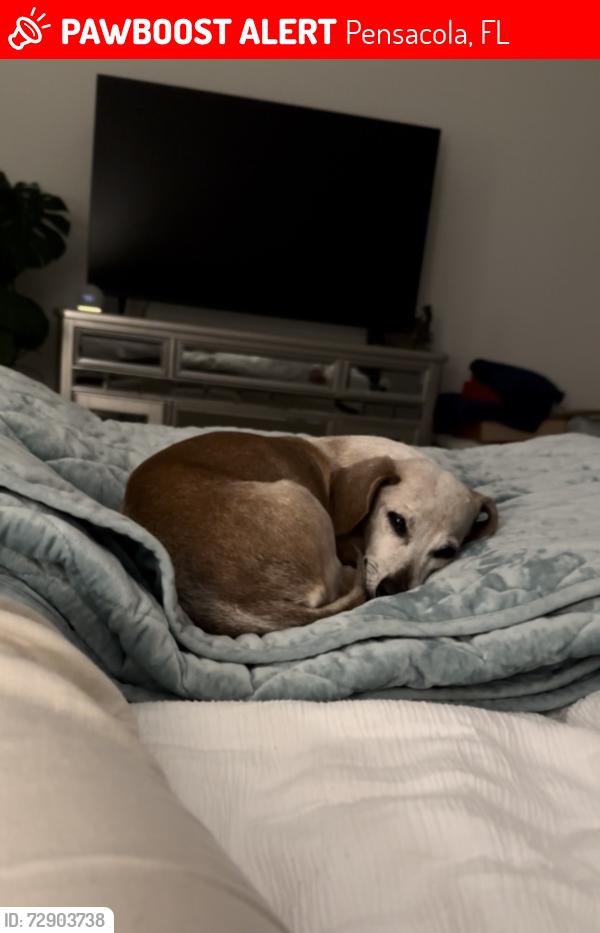 Lost Female Dog last seen Menendez Dr and Gamarra dr, Pensacola, FL 32503