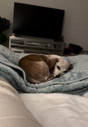 Lost Female Dog last seen Menendez Dr and Gamarra dr, Pensacola, FL 32503