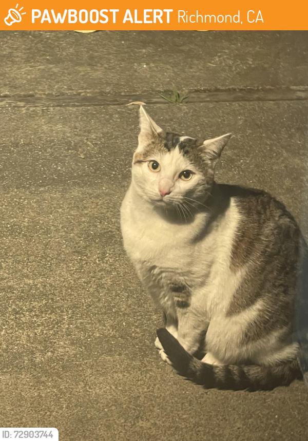 Found/Stray Unknown Cat last seen Ralston, Marin, McBryde Avenue , Richmond, CA 94804