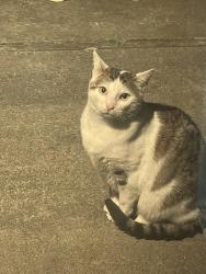 Found/Stray Unknown Cat last seen Ralston, Marin, McBryde Avenue , Richmond, CA 94804