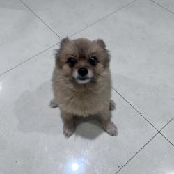 Lost Male Dog last seen 1271w 72nd st , Hialeah, FL 33014