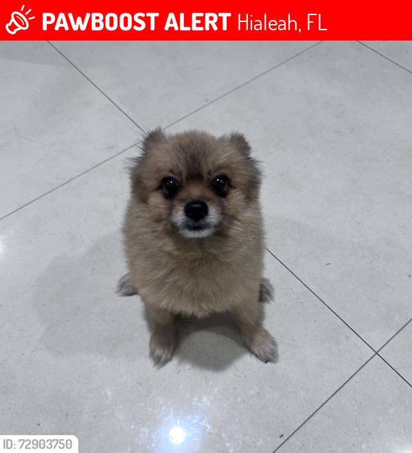 Lost Male Dog last seen 1271w 72nd st , Hialeah, FL 33014