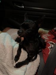 Found/Stray Female Dog last seen Jennifer Lane and Jean Lane Hartsdale NY, Greenburgh, NY 10530
