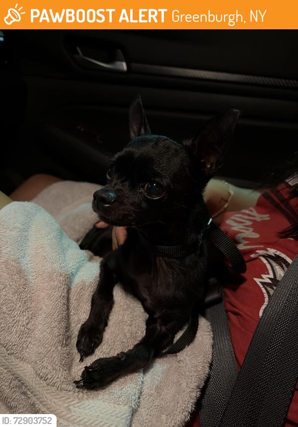 Found/Stray Female Dog last seen Jennifer Lane and Jean Lane Hartsdale NY, Greenburgh, NY 10530