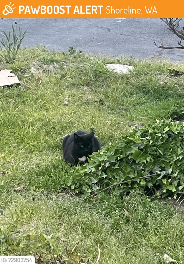 Found/Stray Unknown Cat last seen 15th Ave and 146th st, Shoreline, WA 98155