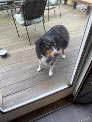 Found/Stray Unknown Dog last seen NE 14th Av and NE Siskiyou St, Portland, OR 97212
