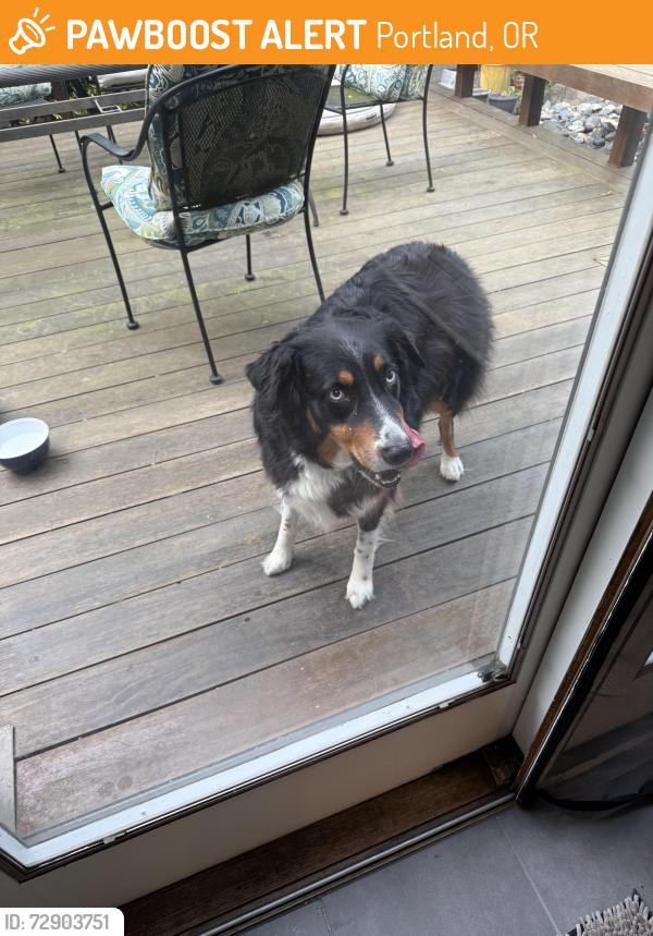 Found/Stray Unknown Dog last seen NE 14th Av and NE Siskiyou St, Portland, OR 97212