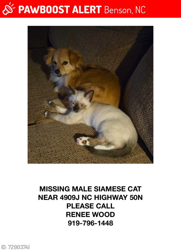 Lost Male Cat last seen Hwy 50 North  across from Lake Lisa MHP, Dirt path, Benson, NC 27504