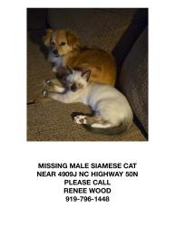 Lost Male Cat last seen Hwy 50 North  across from Lake Lisa MHP, Dirt path, Benson, NC 27504
