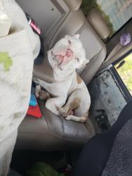 Lost Male Dog last seen Quail run off hwy 35 in monticello ar, Drew County, AR 71655