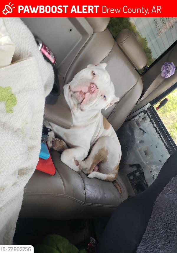 Lost Male Dog last seen Quail run off hwy 35 in monticello ar, Drew County, AR 71655