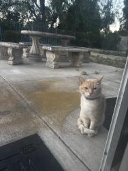 Found/Stray Unknown Cat last seen E vista way, Vista, CA 92083