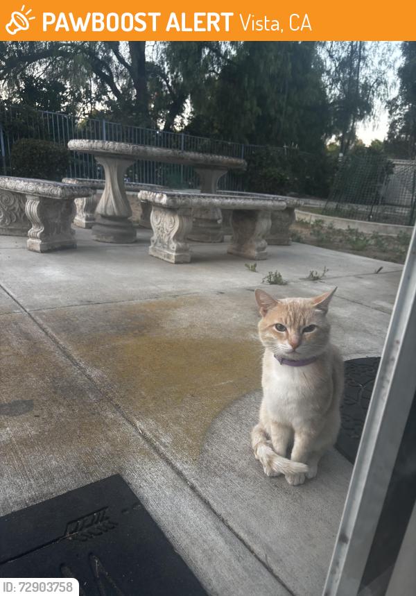 Found/Stray Unknown Cat last seen E vista way, Vista, CA 92083