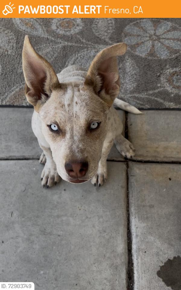 Found/Stray Female Dog last seen Hanh Phan Tilley Elementary School, Fresno, CA 93722