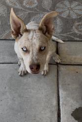Found/Stray Female Dog last seen Hanh Phan Tilley Elementary School, Fresno, CA 93722