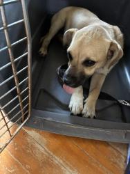 Found/Stray Male Dog last seen SW Military and Roosevelt , San Antonio, TX 78214