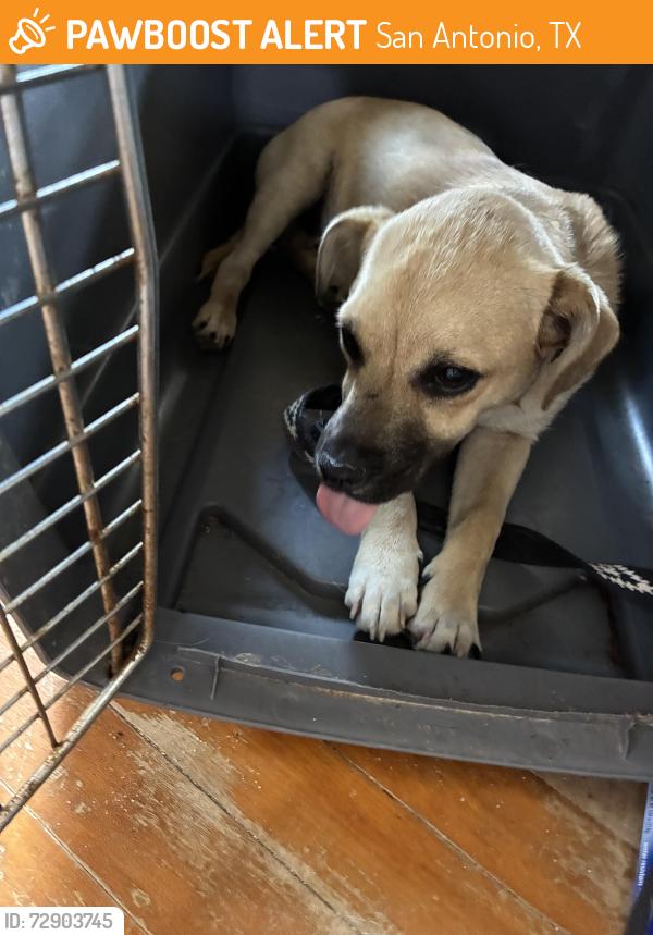 Found/Stray Male Dog last seen SW Military and Roosevelt , San Antonio, TX 78214