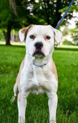 Shelter Stray Male Dog last seen Yakima, WA 98901, Yakima, WA 98901