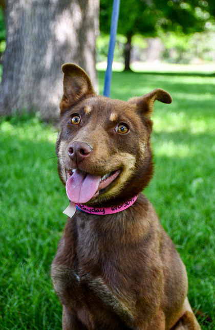 Shelter Stray Female Dog last seen Wapato, WA 98951, Yakima, WA 98901