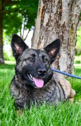Shelter Stray Female Dog last seen Yakima, WA 98901, Yakima, WA 98901