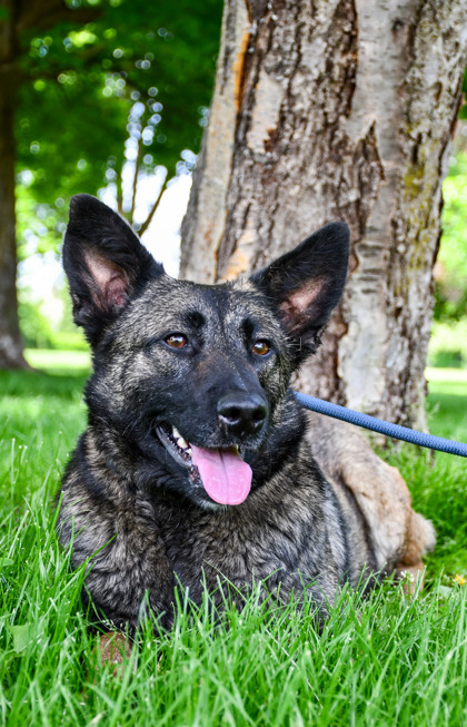 Shelter Stray Female Dog last seen Yakima, WA 98901, Yakima, WA 98901