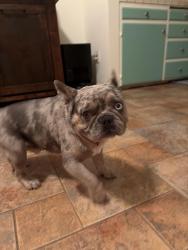 Found/Stray Male Dog last seen Phillips st , Vista, CA 92083