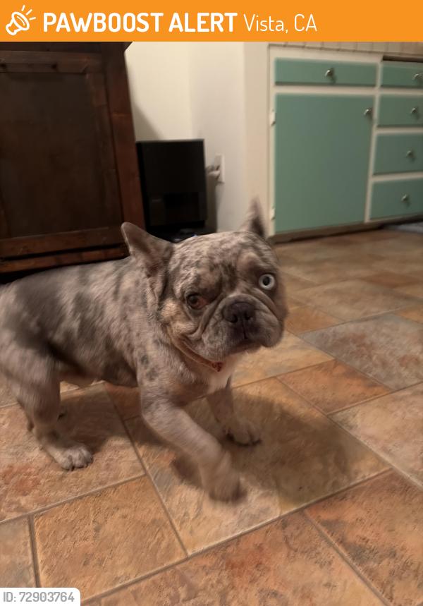 Found/Stray Male Dog last seen Phillips st , Vista, CA 92083